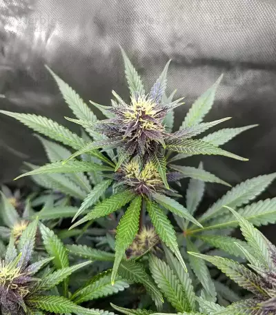 Humboldt Dream Feminized (Humboldt Seeds Company)