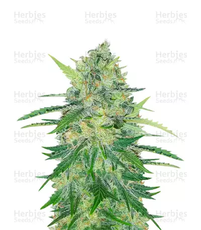 Indica Mix féminisée (Herbies Seeds)