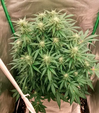 Money Maker Seeds