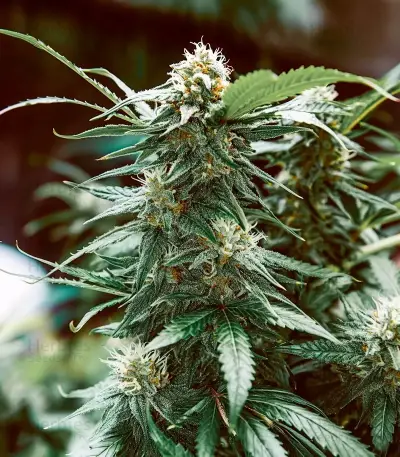 Money Maker Seeds