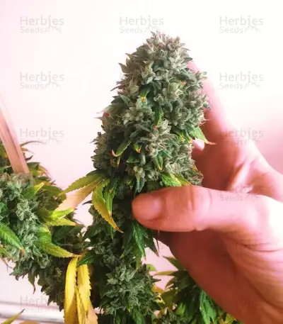 Sour Diesel Seeds (Big Head Seeds)