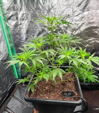 Super Orange Haze Auto Feminized Seeds (Mephisto Genetics)