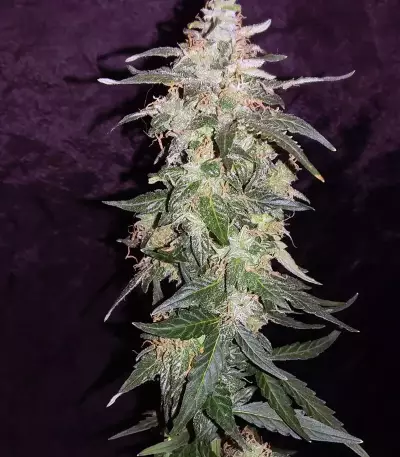 Sweet CBD Seeds