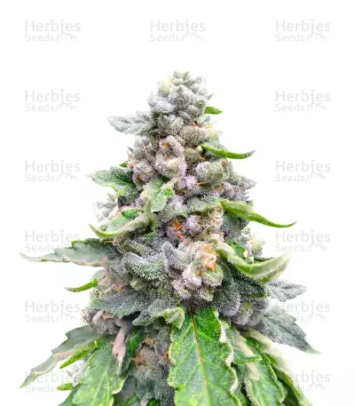 White Gold Feminized seeds