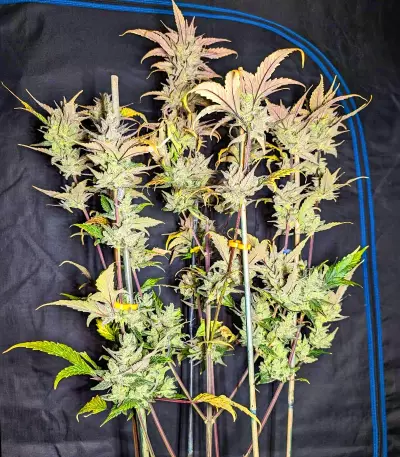 Tropicana Cookies Auto Seeds