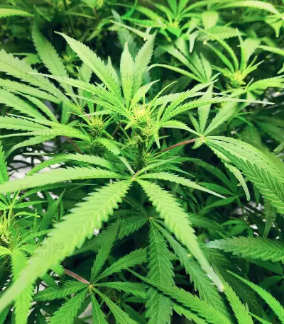 Big Bud Fast Version (Herbies Seeds)