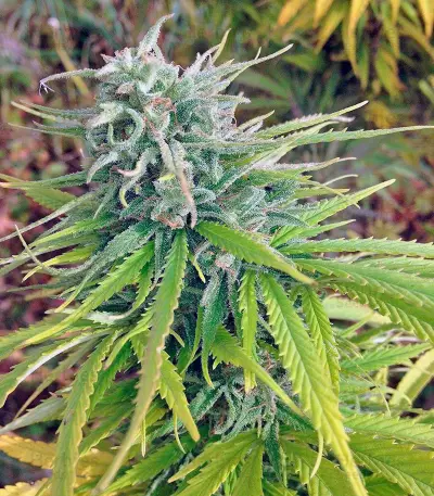 Durban Poison Seeds