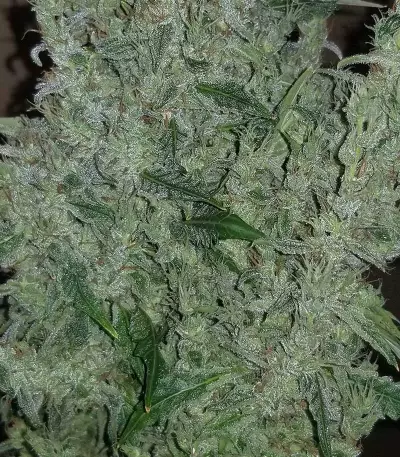 Original Auto Russian Seeds
