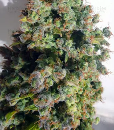 Auto Malawi x Northern Lights
