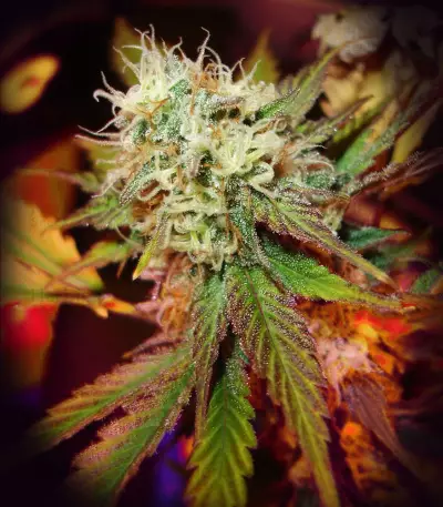 Black Domina Seeds
