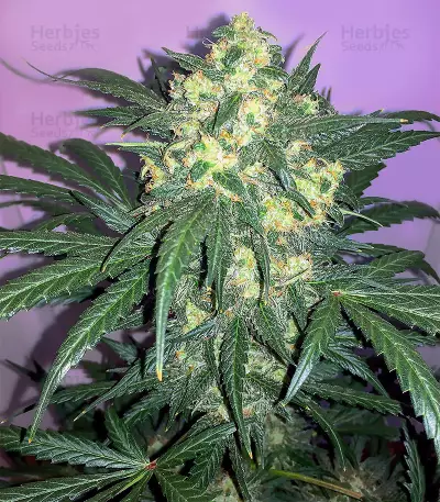 Semi femminizzati Blue Kush 99 Auto
