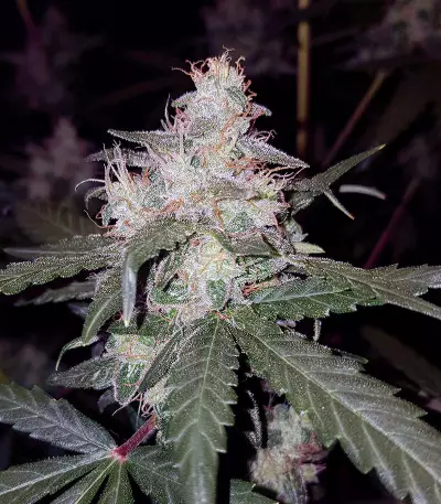 Cheese Auto (Funky Skunk Auto) feminized seeds