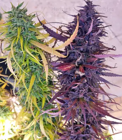 Congo x Kali China Seeds