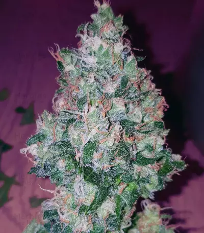 Critical Kush Seeds
