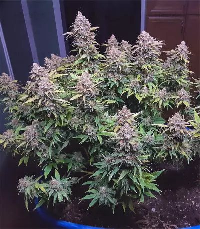Semi femminizzati Critical Super Silver Haze