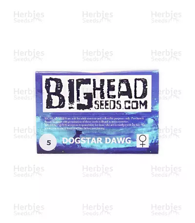 Dogstar Dawg (Big Head Seeds)