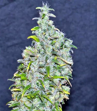 Destroyer Seeds
