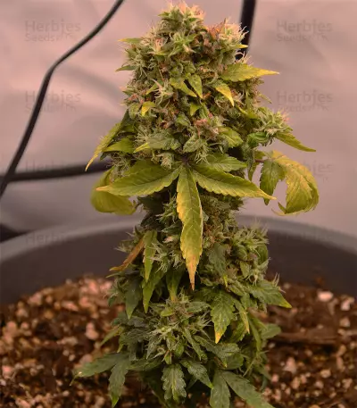 Dinamed CBD Autoflowering Seeds
