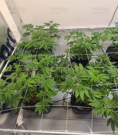 Graines de cannabis Do-Si-Dos (Pyramid Seeds)