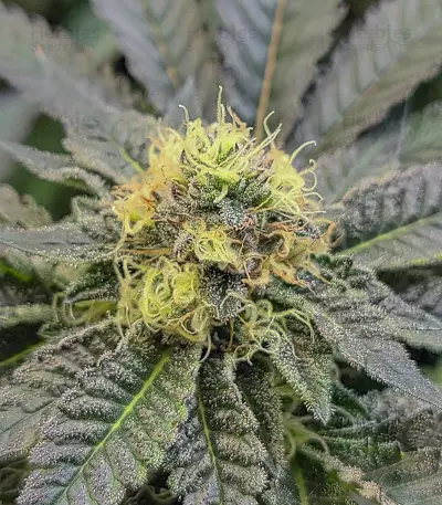 Graines de cannabis Do-Si-Dos (Pyramid Seeds)