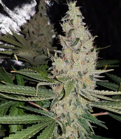 Double Glock Seeds