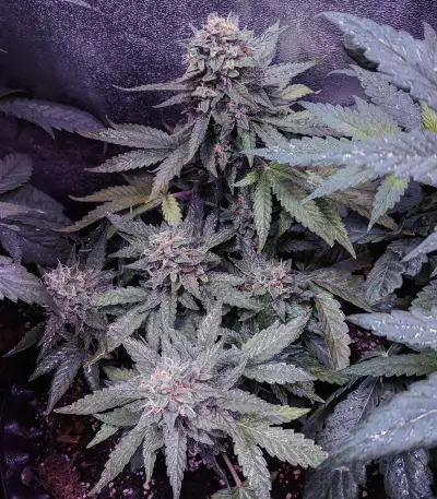 Fantasmo Express Auto Seeds