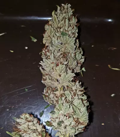 Fuel OG Seeds