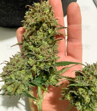 Hijack Auto (Auto Seeds)