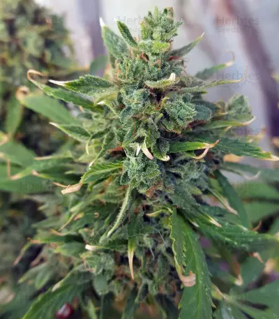 Hindu Kush feminized seeds