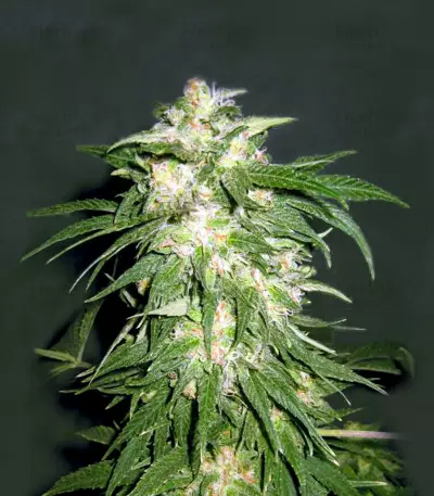 Ice Kush (Advanced Seeds)