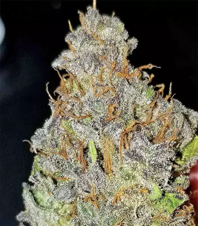 Julies Cookies Seeds