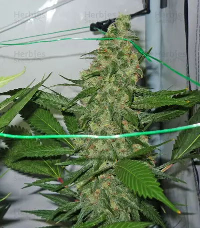 King Kong Seeds