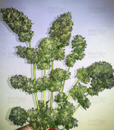 Kush Express Auto Seeds