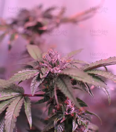 Graines de cannabis LA Confidential (DNA Genetics)
