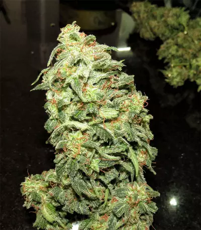 Mexican Sativa Seeds