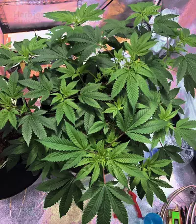 OG Kush Express Seeds