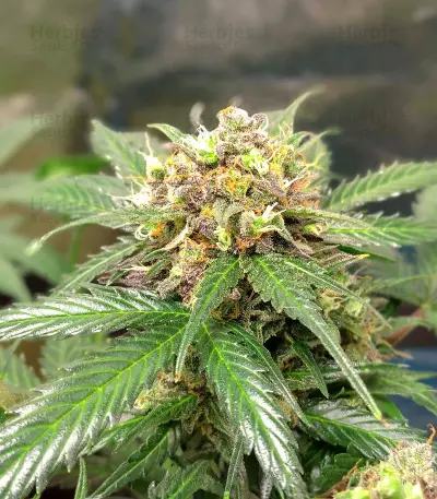 Semi Femminizzati Orange Buddy Auto (Herbies Seeds)