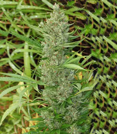 Orient Express (Ace Seeds)