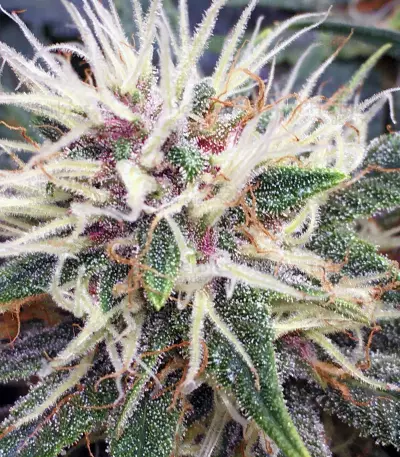 Purple Kush Seeds