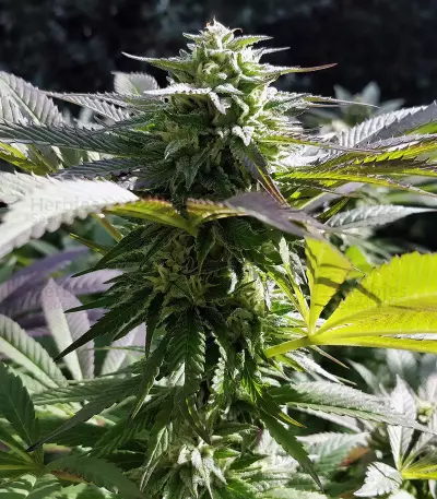 Sapphire Scout Seeds