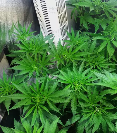 South Mountain Cheese seeds