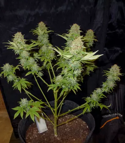 Stinkin' Bishop (Cheese XXL) (Original Sensible Seeds) feminized seeds