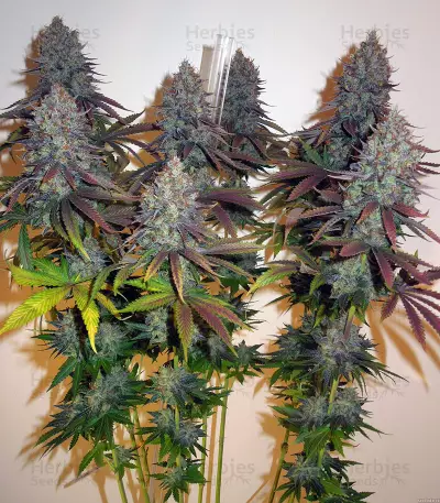 JillyBean Seeds