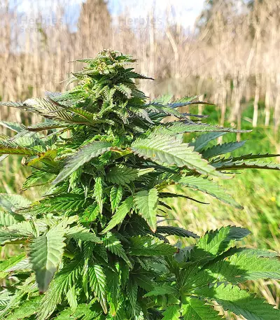 Super Skunk Autoflower (Seedstockers)