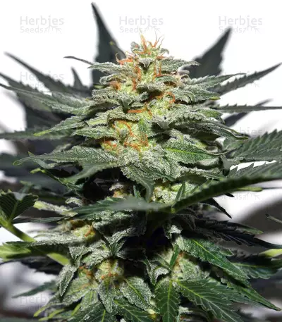 Sweetberry Cough Seeds