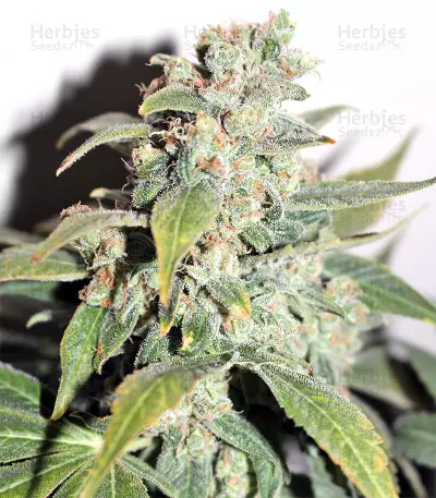 Txomango feminized seeds