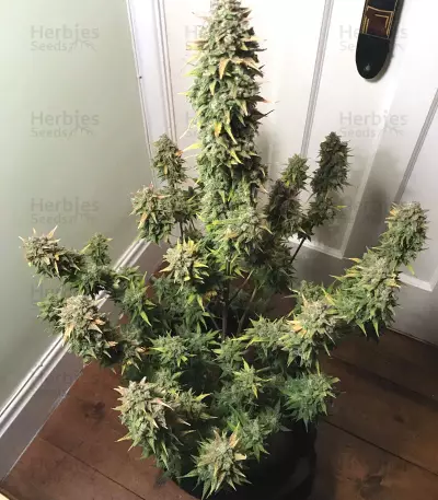 White Crystal Meth Auto cannabis strain