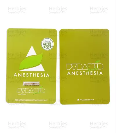 Anesthesia (Pyramid Seeds)