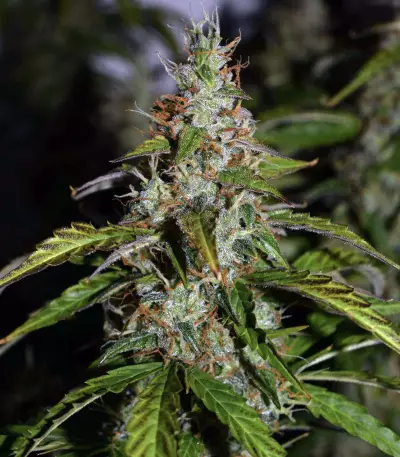 Pro Auto Mix Seeds (Seedstockers)