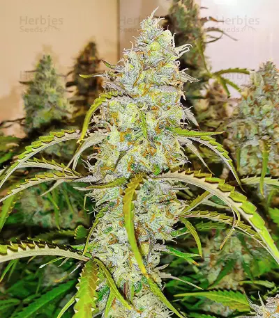 Black Herer Autoflower feminisierte Samen (EGS)
